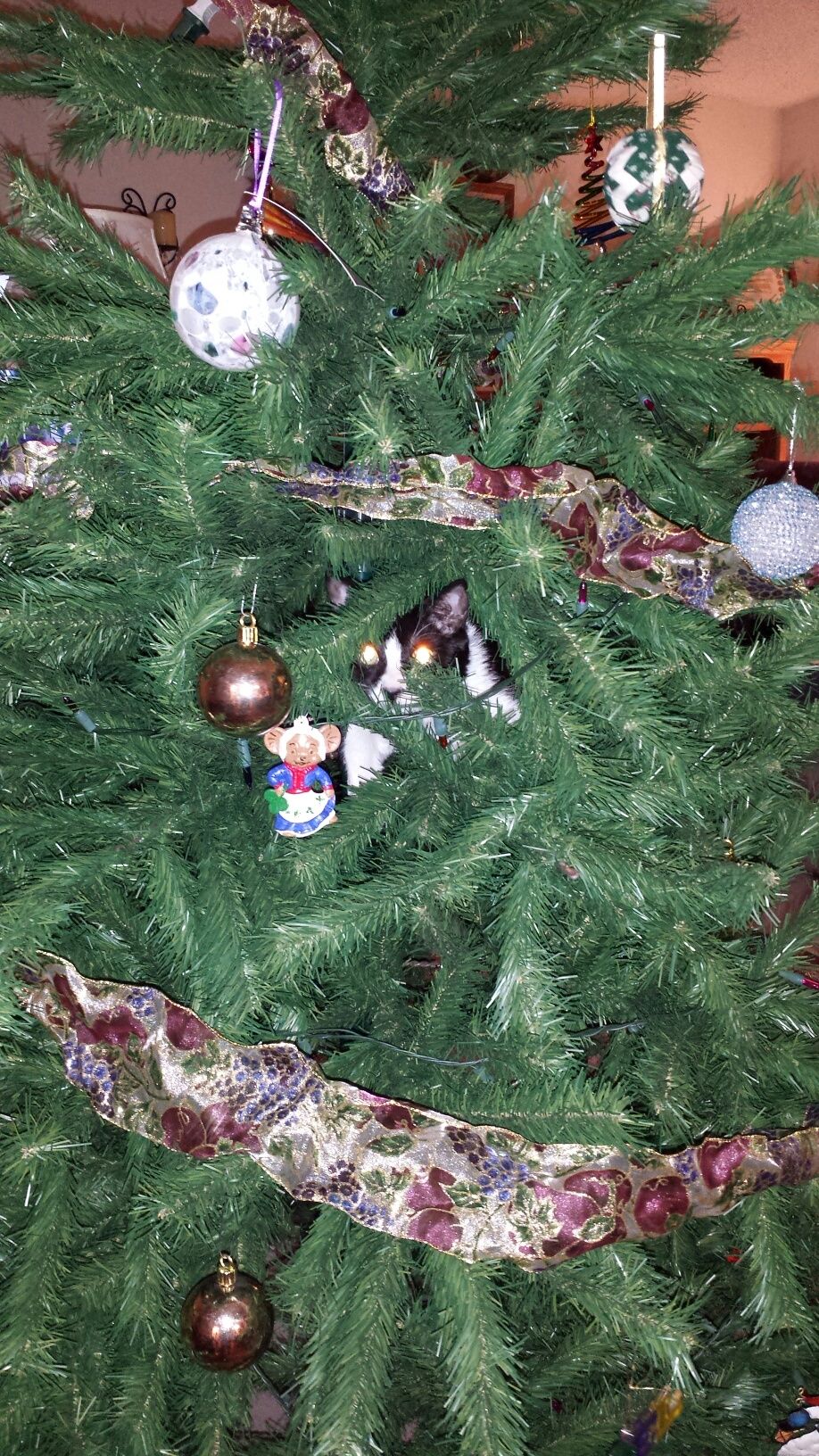 Christmas Cats